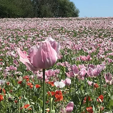 Hoher Meissner Dom wakacyjny Germerode